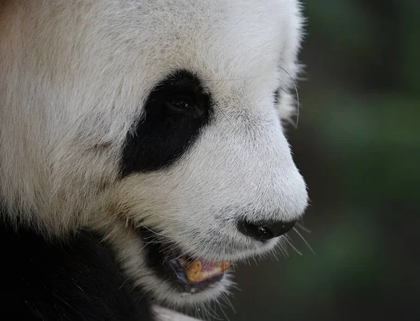 Vista frontal do panda no zoológico — Fotografia de Stock