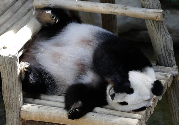 クアラルンプールの動物園で木製のベンチに横たわるパンダ — ストック写真