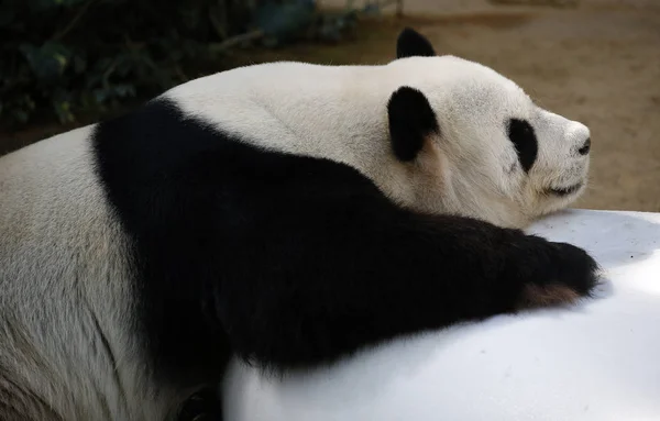 Panda sdraiato sulla pietra allo zoo di Kuala Lumpur — Foto Stock