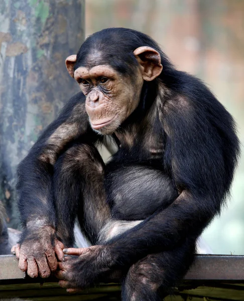 Chimpanzee sitting on the metal bench at zoo in Kuala Lumpur