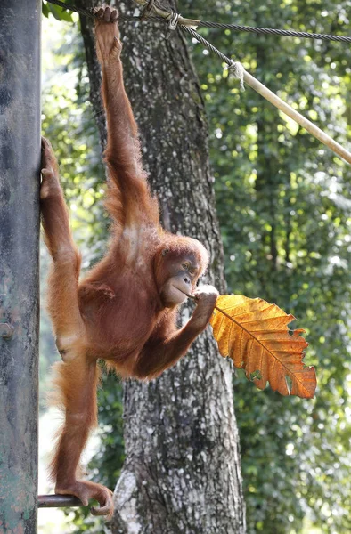 Orang Hutan hanging on the tree at zoo in Kuala Lumpur — Stock Photo, Image