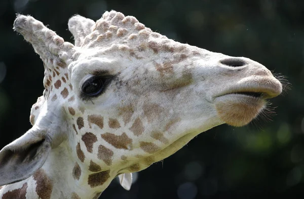 Close-up view of the Giraffe at zoo — Stock Photo, Image