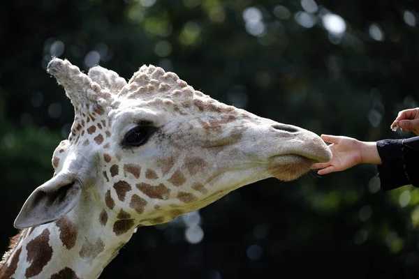 Visitors feed the Giraffe at zoo — Stock Photo, Image