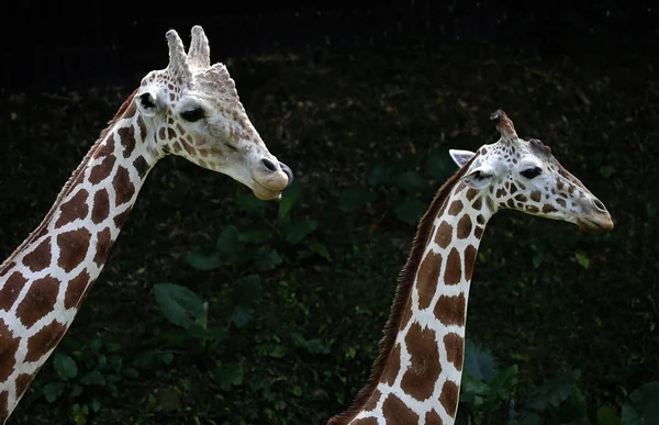 Side views of two Giraffe at the zoo in Kuala Lumpur — Stock Photo, Image