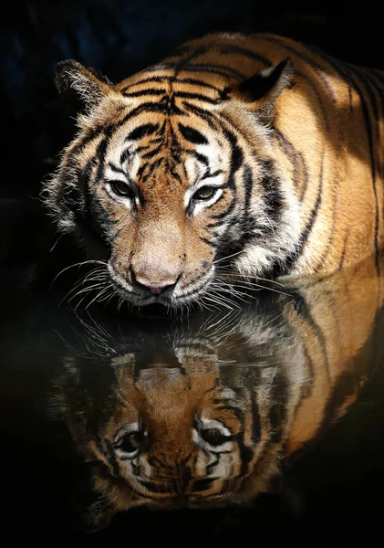 Tiger at the zoo in Kuala Lumpur — Stock Photo, Image