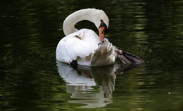 白は、スイムを泳いだし、クアラルンプールの動物園で羽をきれい — ストック写真