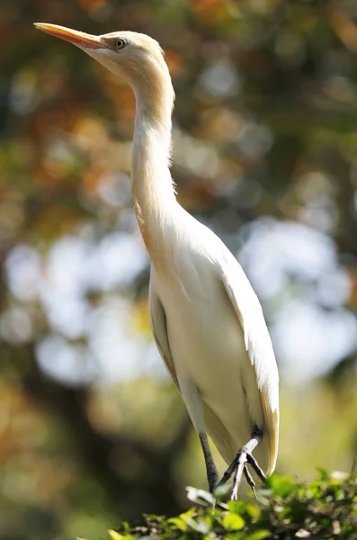 El pájaro de color blanco visto en Park, Kuala Lumpur , —  Fotos de Stock