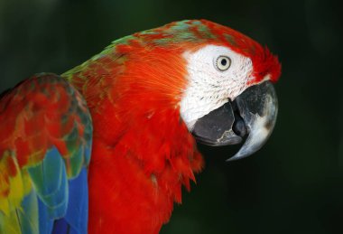 Papağan Kuala Lumpur Park'ta Close-Up