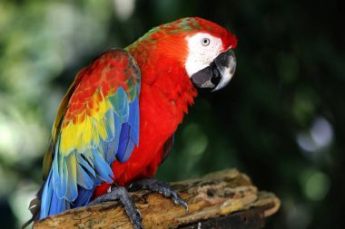 Papağan Kuala Lumpur Park'ta Close-Up