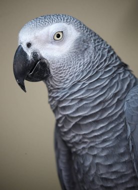 Papağan Kuala Lumpur Park'ta Close-Up