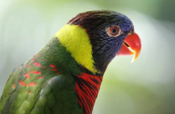 Close-up de papagaio no parque em Kuala Lumpur — Fotografia de Stock