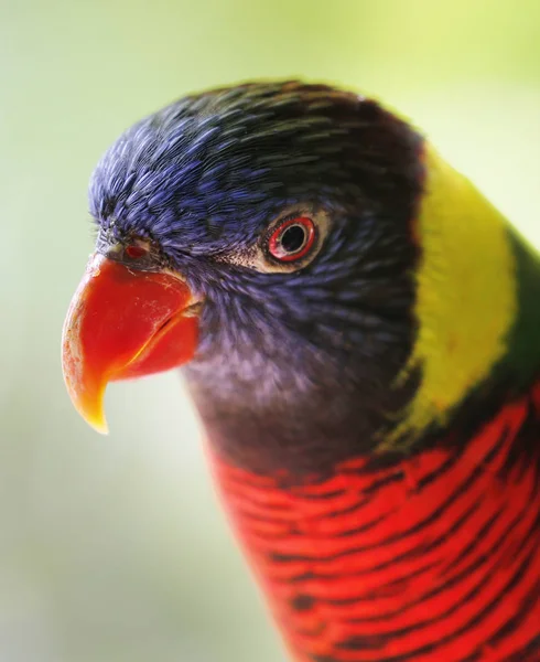 Nahaufnahme von Papagei im Park in Kuala Lumpur — Stockfoto