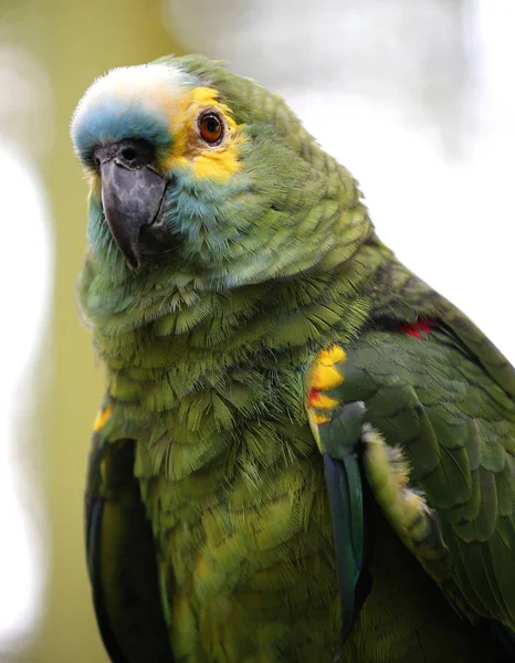 Close-up of Parrot at Park in Kuala Lumpur