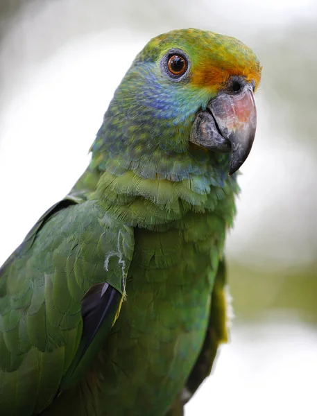 Close-up de papagaio no parque em Kuala Lumpur — Fotografia de Stock