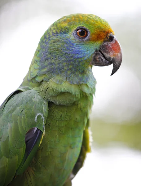 Detail papouška v parku v Kuala Lumpur — Stock fotografie