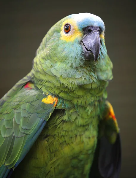 Primer plano del loro en el parque en Kuala Lumpur — Foto de Stock