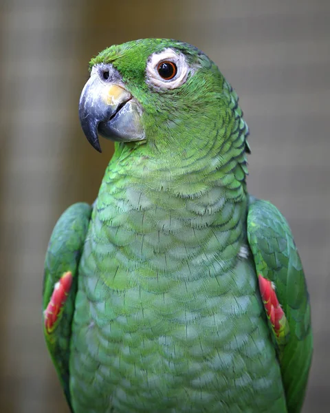 Primer plano del loro en el parque en Kuala Lumpur — Foto de Stock