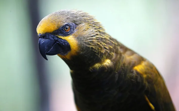 Close-up of Parrot at Park in Kuala Lumpur