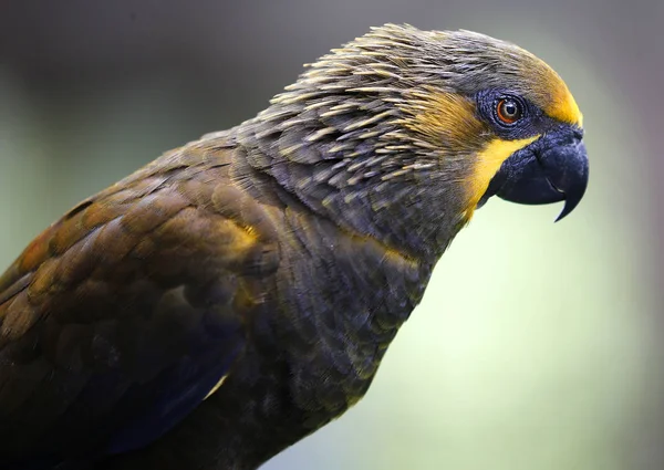 Close-up of Parrot at Park in Kuala Lumpur