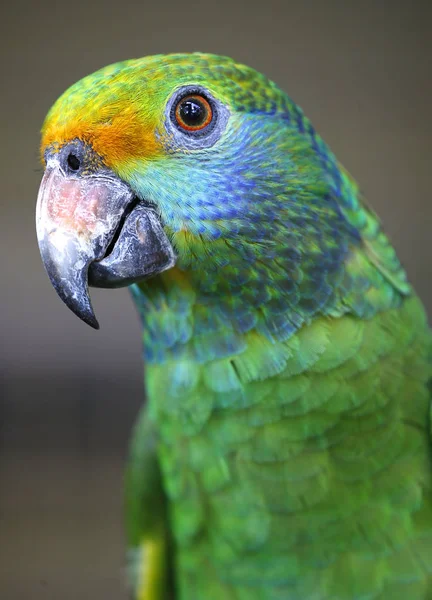 Primer plano del loro en el parque en Kuala Lumpur — Foto de Stock