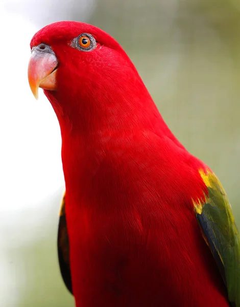 Close-up de papagaio no parque em Kuala Lumpur — Fotografia de Stock