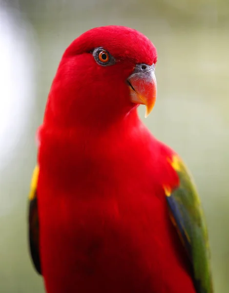 Close-up de papagaio no parque em Kuala Lumpur — Fotografia de Stock