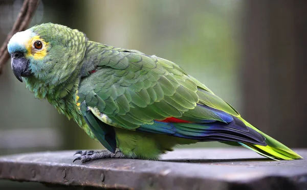 Primer plano del loro en el parque en Kuala Lumpur — Foto de Stock