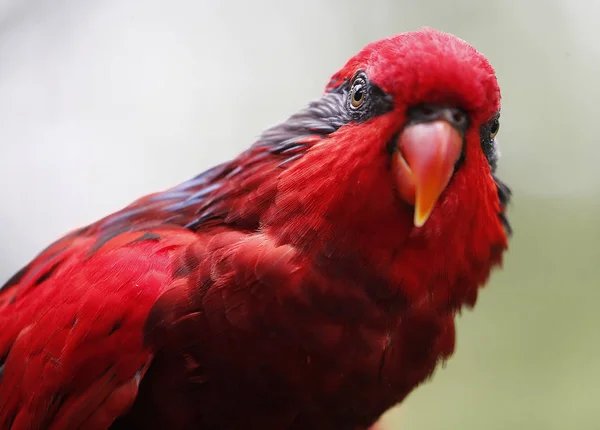 Close-up de papagaio no parque em Kuala Lumpur — Fotografia de Stock