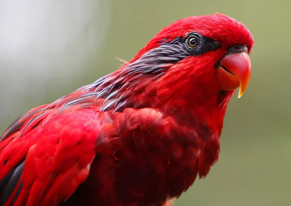 Close-up de papagaio no parque em Kuala Lumpur — Fotografia de Stock