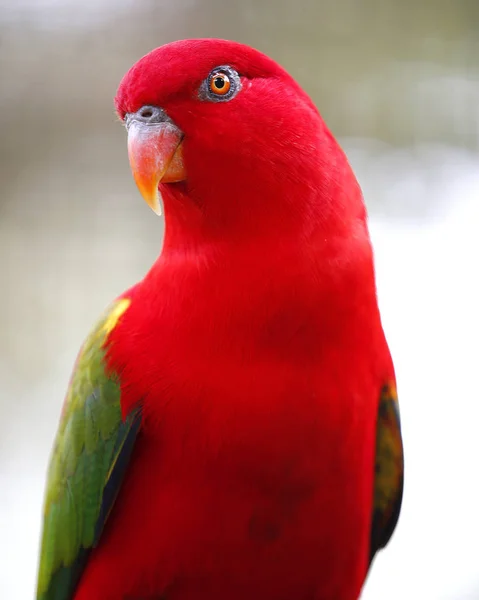 Gros plan du perroquet au parc de Kuala Lumpur — Photo