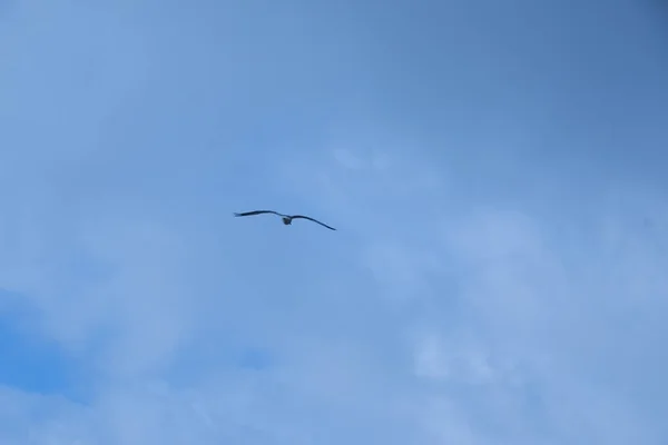 Storch Freiheit Fliegt Über Warme Luftströmungen — Stockfoto