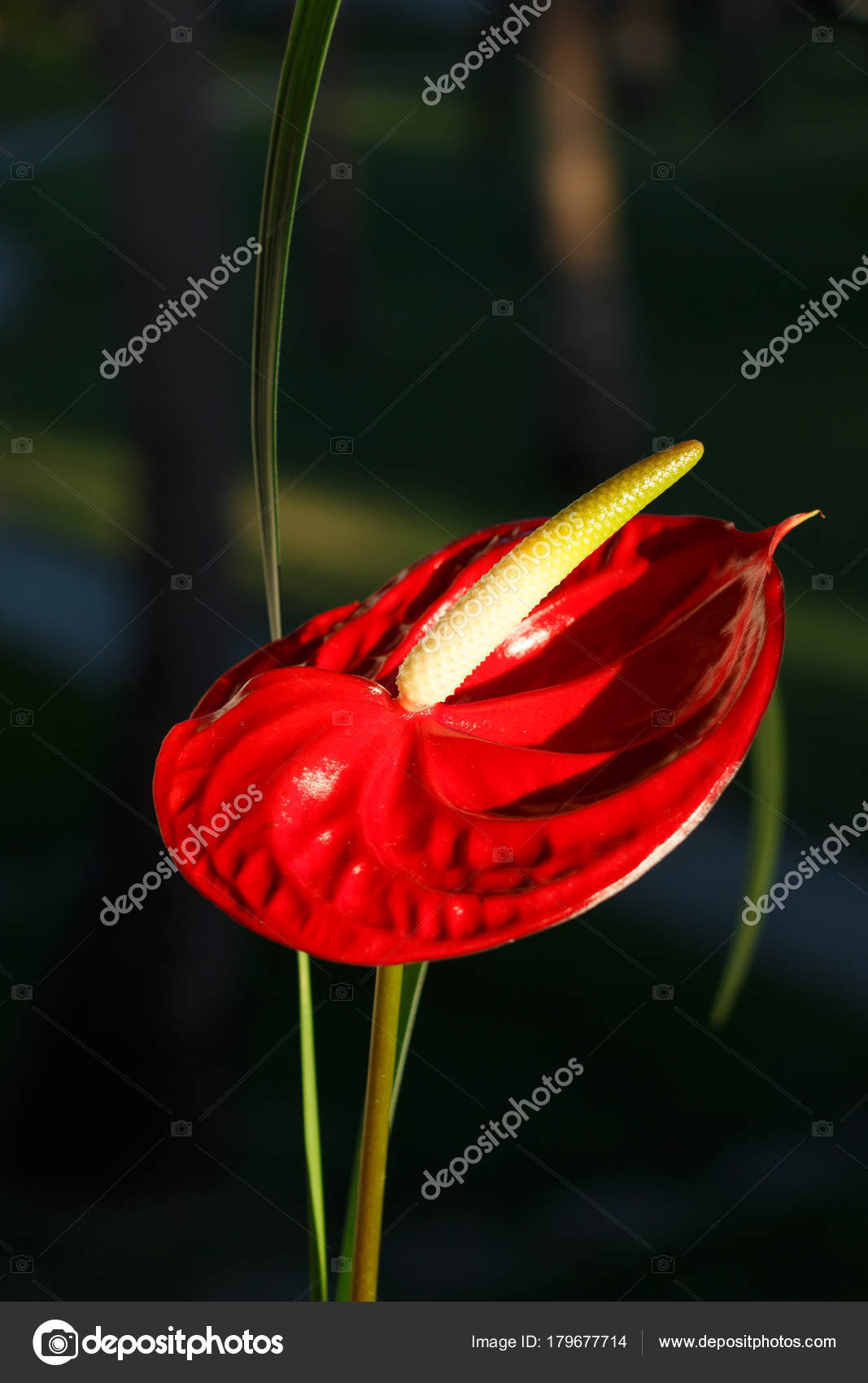 Fleur Rouge Photographie Luisbaneres 179677714