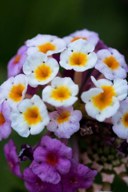 Beyaz yaprakları ve sarı iç yakın çekim renkli çiçekler