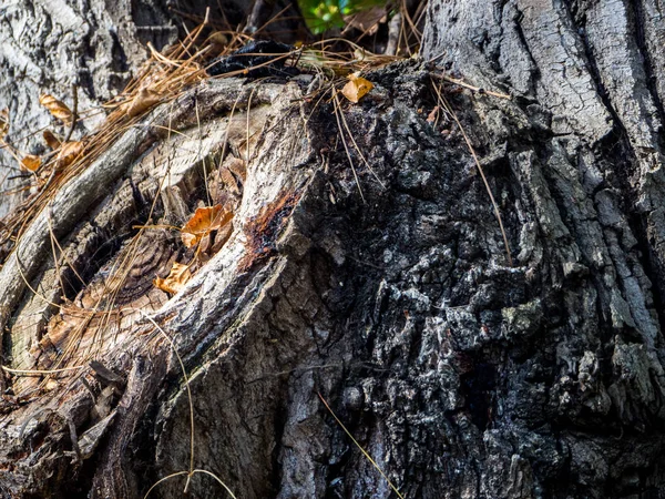 Tronco del árbol para apreciar la textura del árbol —  Fotos de Stock