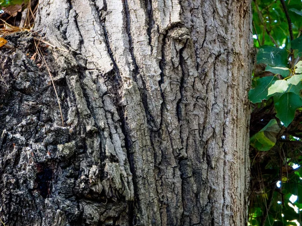 Tronco del árbol para apreciar la textura del árbol —  Fotos de Stock