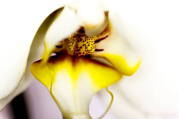 Macro orchidée — Photo