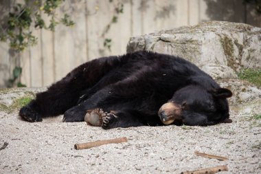 Boz ayı tutsak bir hayvanat bahçesi
