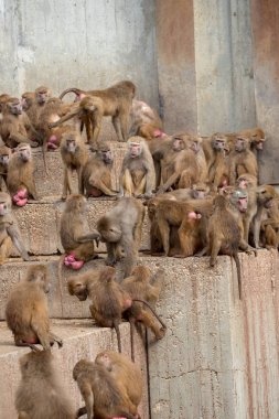 Aile grubunda oynayan Maymun maymun