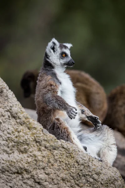 lemur madagaskar