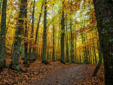 Kestane ormanının ortasındaki patikada