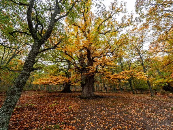 Chestnut tree in the middle of a forest with dry leaves on the ground
