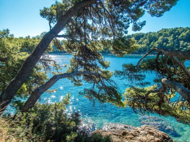 Çam ağacının arkasındaki deniz manzarası