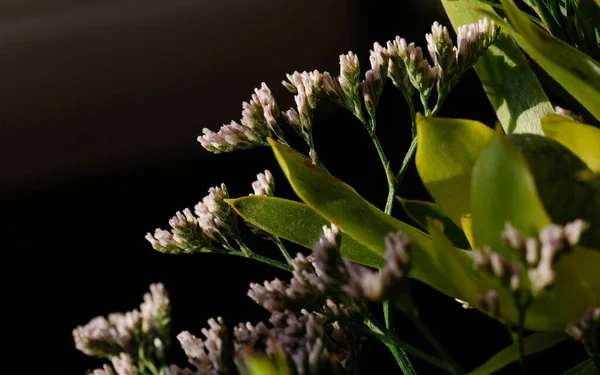 Macro Photography Flowers Texture Detail — Stock Photo, Image