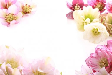 Karaca ot çiçek (Helleborus orientalis)