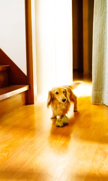 Dachshund de cabelo longo em um soalho de madeira — Fotografia de Stock