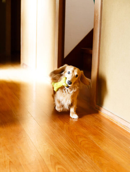 Длинношерстная такса на деревянном полу
