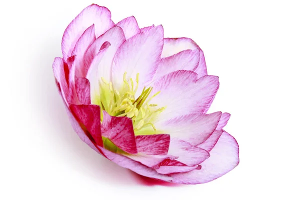 Eine rosa-weiße Helleborus-Blüte oder ein rosa-weißer Helleborus orientalis isoliert auf weiß — Stockfoto