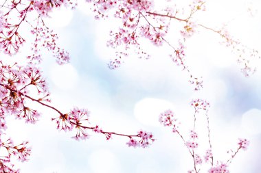Bahar zaman içinde gökyüzü içinde güzel kiraz çiçeği sakura. Tam Bloom kiraz çiçeği.