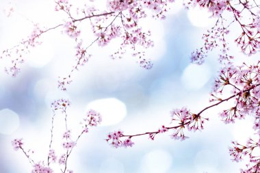 Bahar zaman içinde gökyüzü içinde güzel kiraz çiçeği sakura. Tam Bloom kiraz çiçeği.