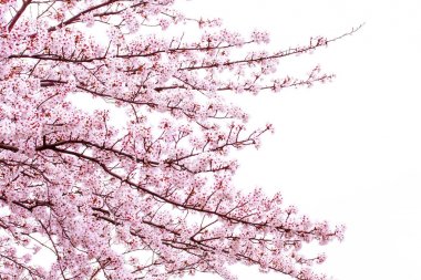 Bahar zaman içinde gökyüzü içinde güzel kiraz çiçeği sakura. Tam Bloom kiraz çiçeği.